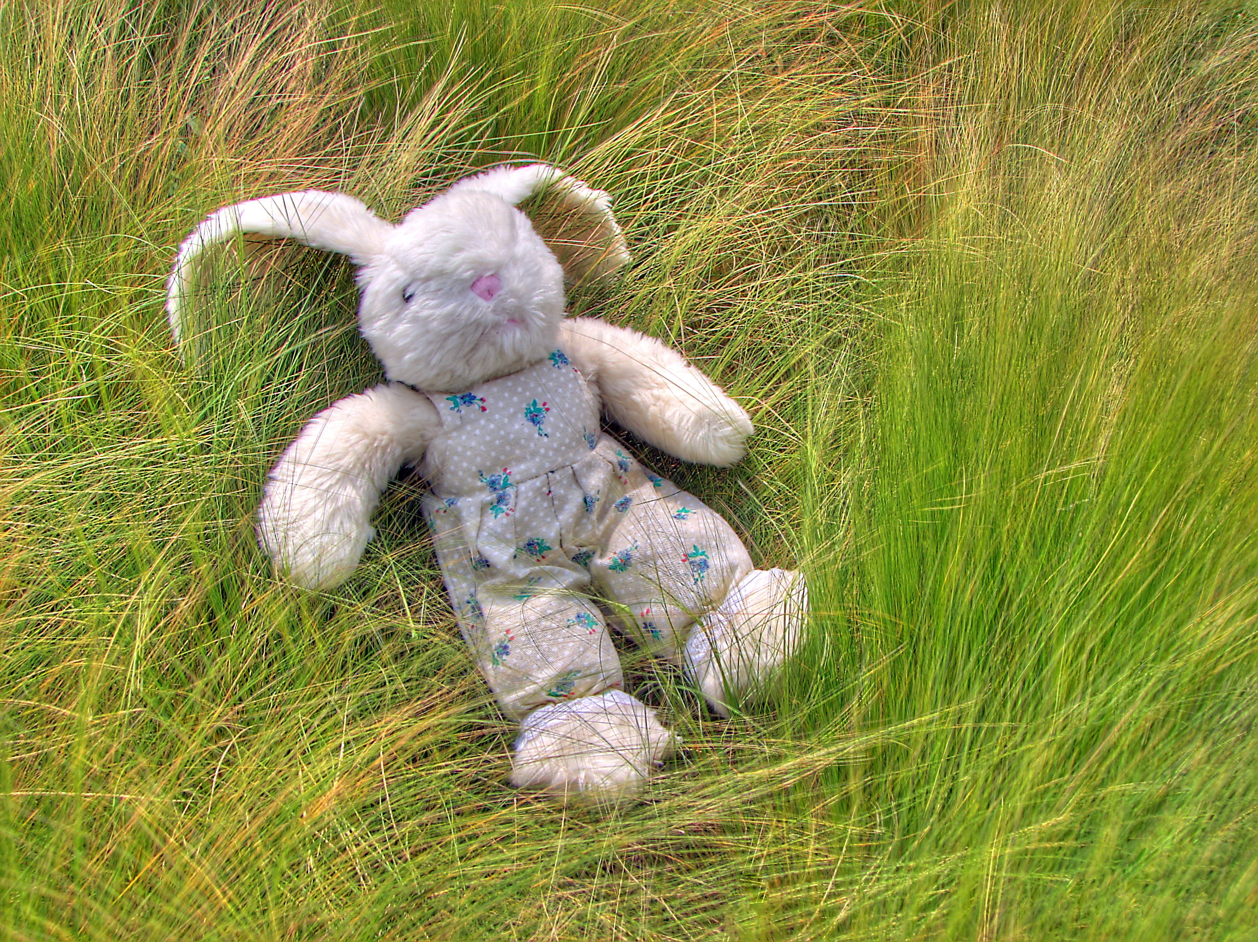 "04900 Toy Rabbit" by © Nevit Dilmen. Licensed under CC BY-SA 3.0 via Wikimedia Commons (https://commons.wikimedia.org/wiki/File:04900_Toy_Rabbit.jpg#/media/File:04900_Toy_Rabbit.jpg)